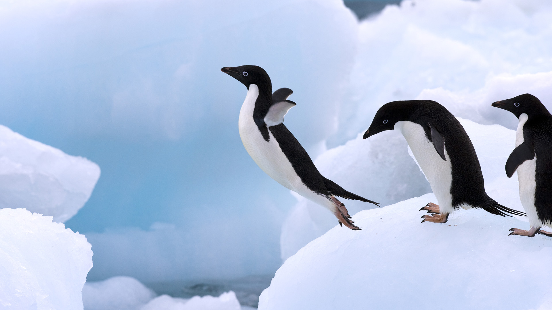 adelie-penguin-facts-habitat-behavior-pictures-life-cycle