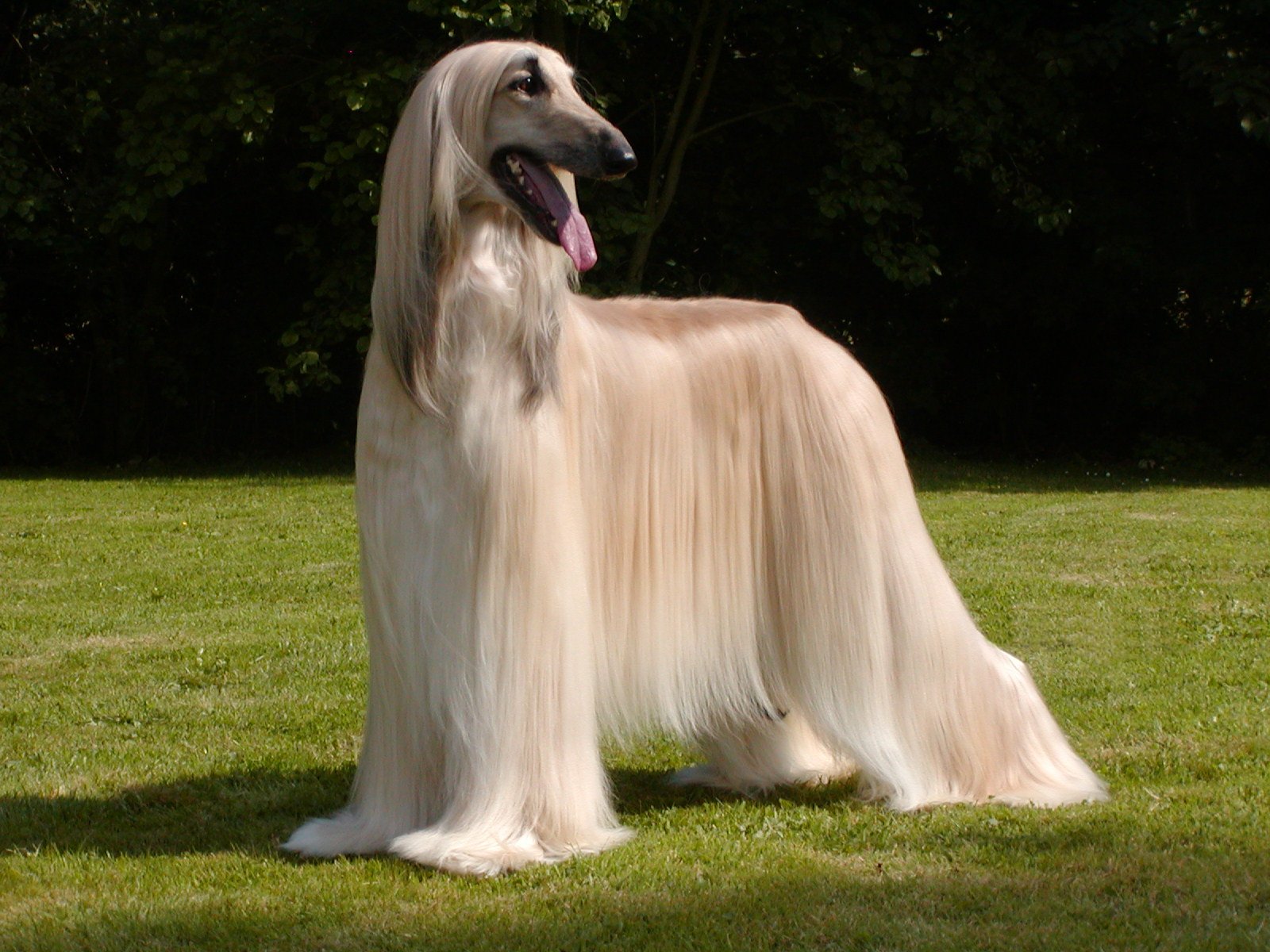 Afghan Hound - Pictures, Puppies, Facts, Behavior, Life Cycles