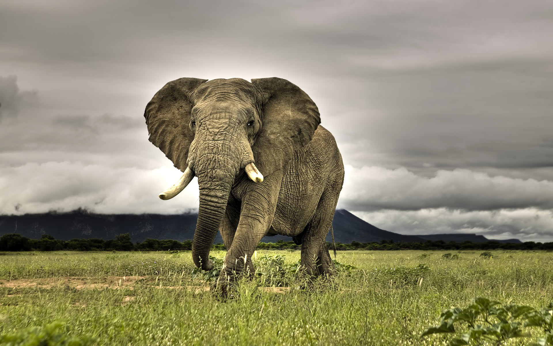 African Bush Elephant  Facts, Lifespan, Habitat, Behavior, Pictures 