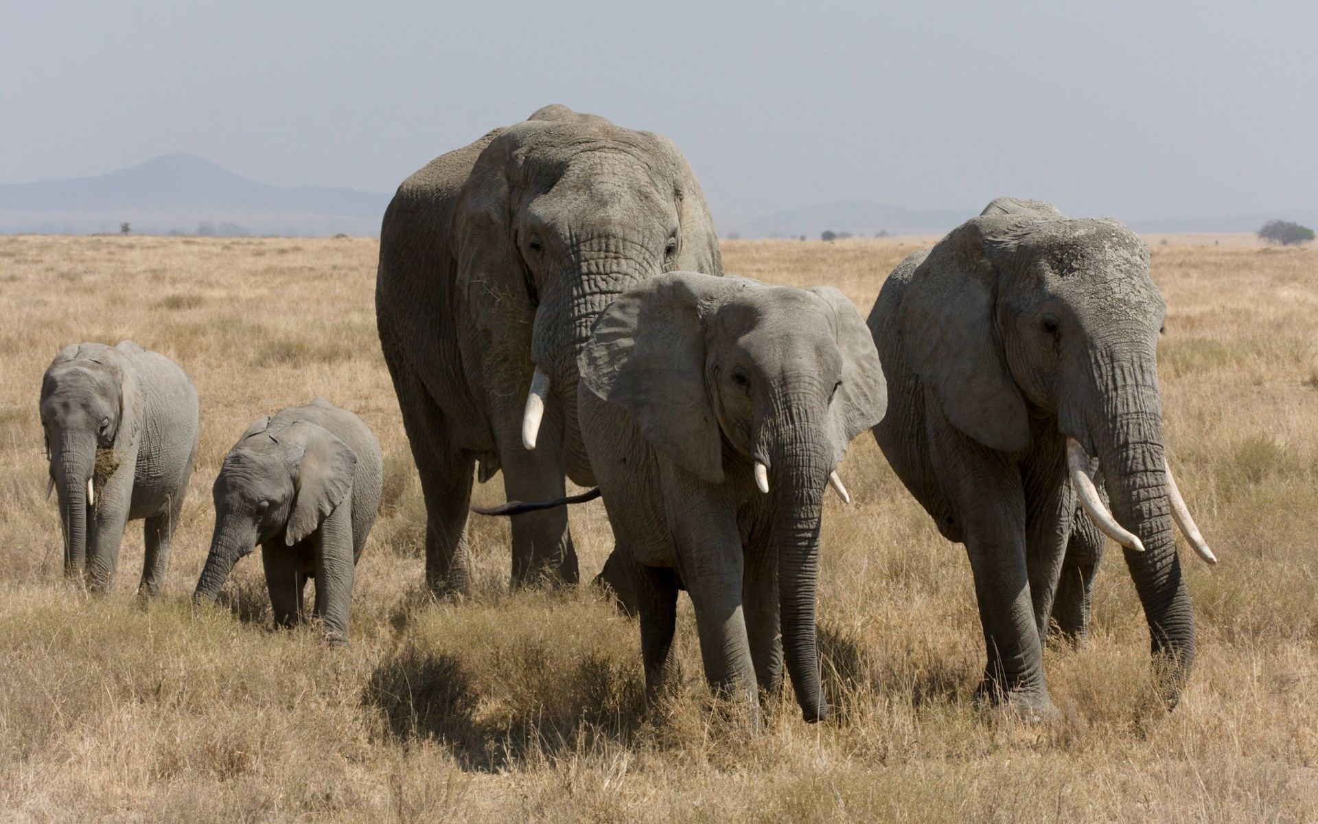 African Bush Elephant