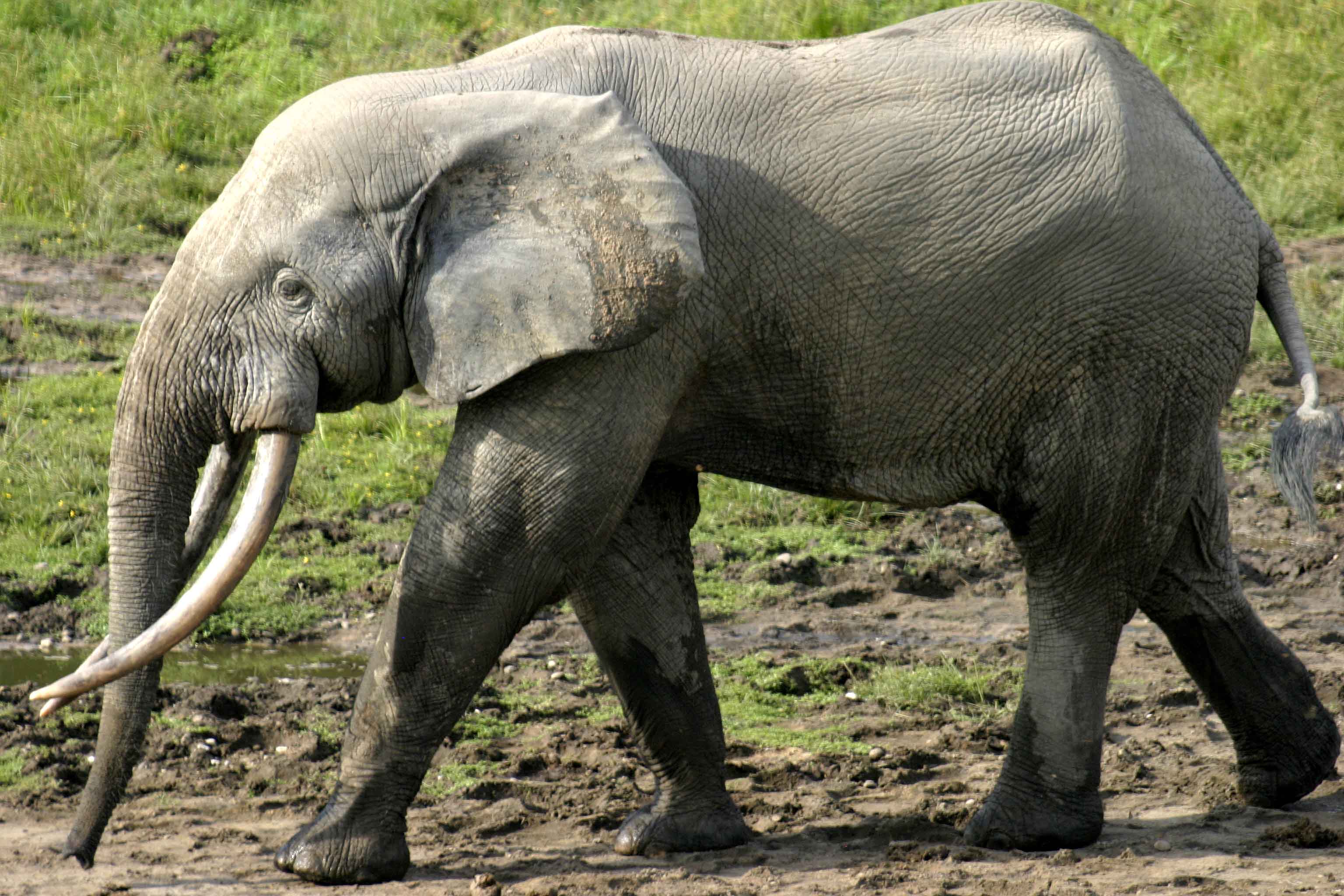 African Forest Elephant  Facts, Diet, Behavior, Lifestyle, Pictures 