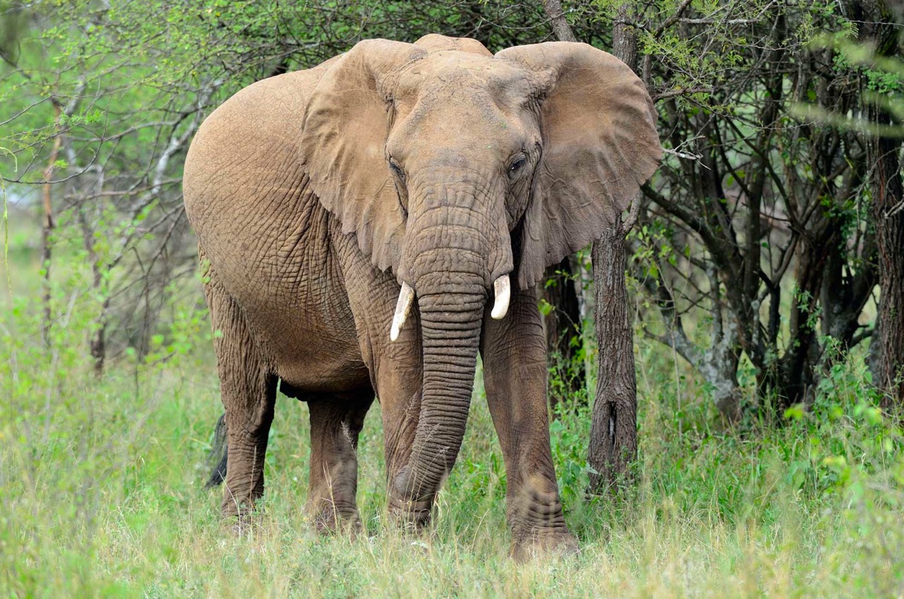 African Forest Elephant Facts Diet Behavior Lifestyle Pictures 