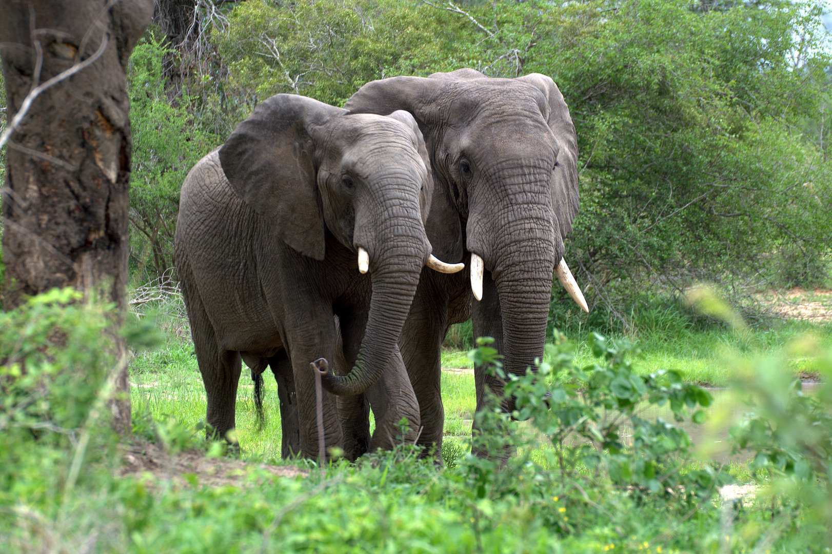 African Forest Elephant Facts Diet Behavior Lifestyle Pictures 