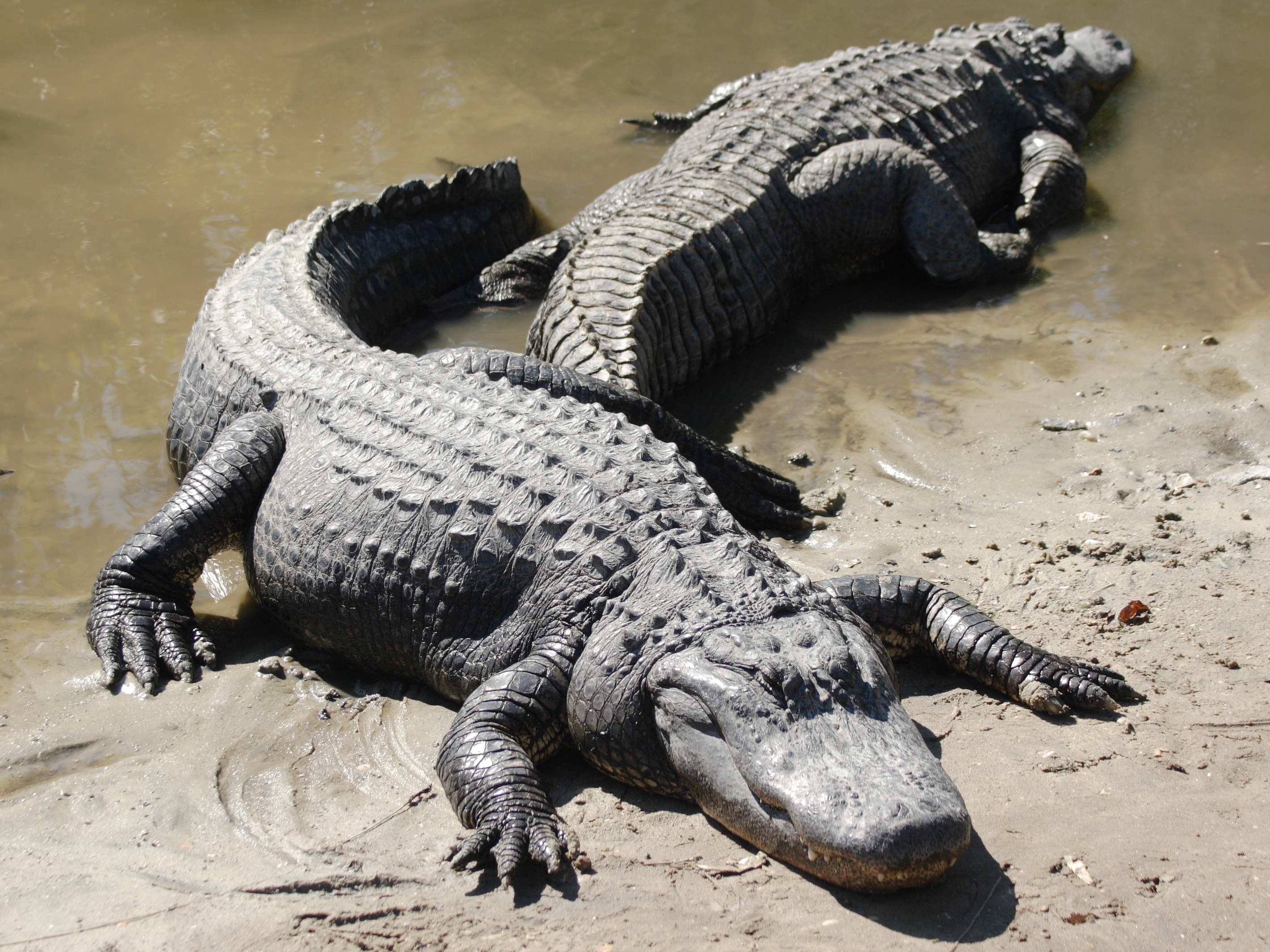 Alligators - Facts, Habitat, Diet, Breeding, Pictures, Lifecycle ...