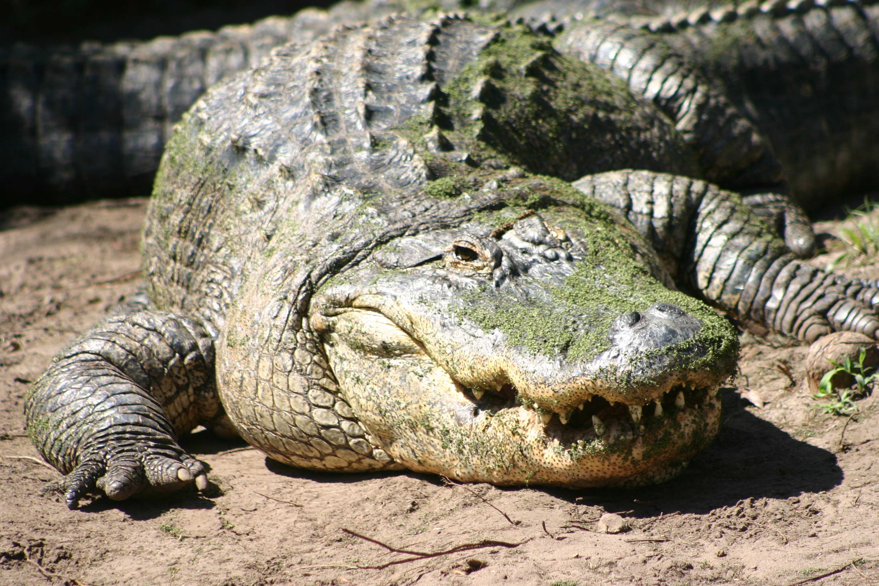 Alligators - Facts, Habitat, Diet, Breeding, Pictures, Lifecycle ...