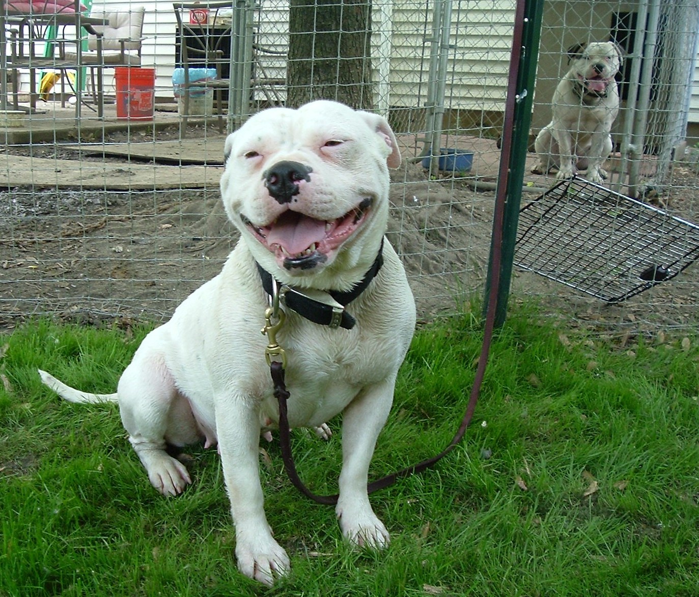 Big American Bulldog Images Pictures Becuo