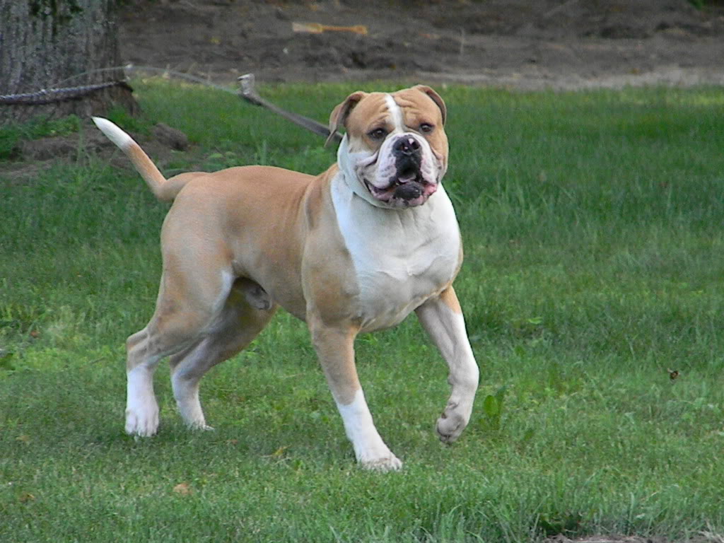 Pics Photos - American Bulldog