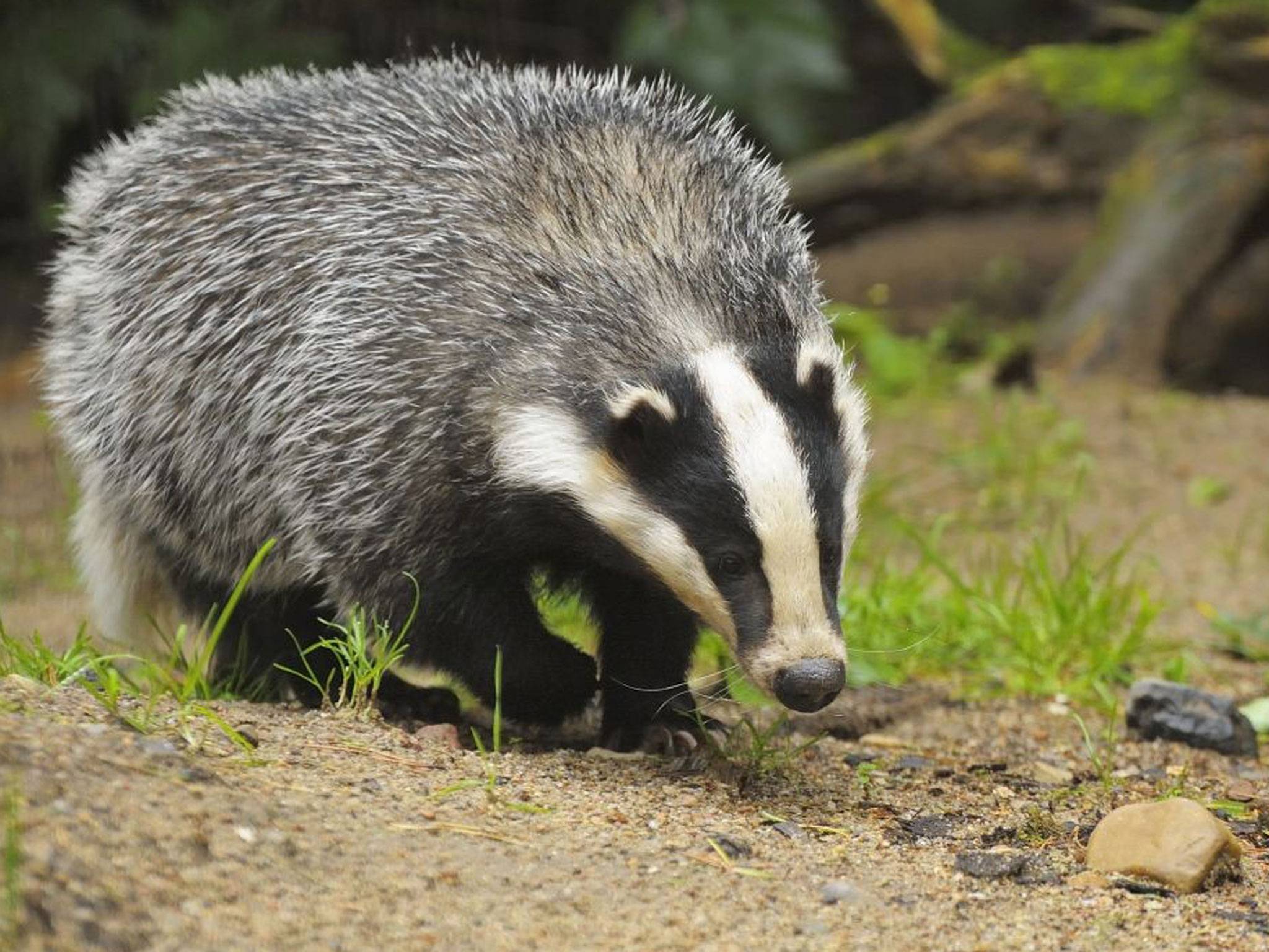 Define Badger Verb