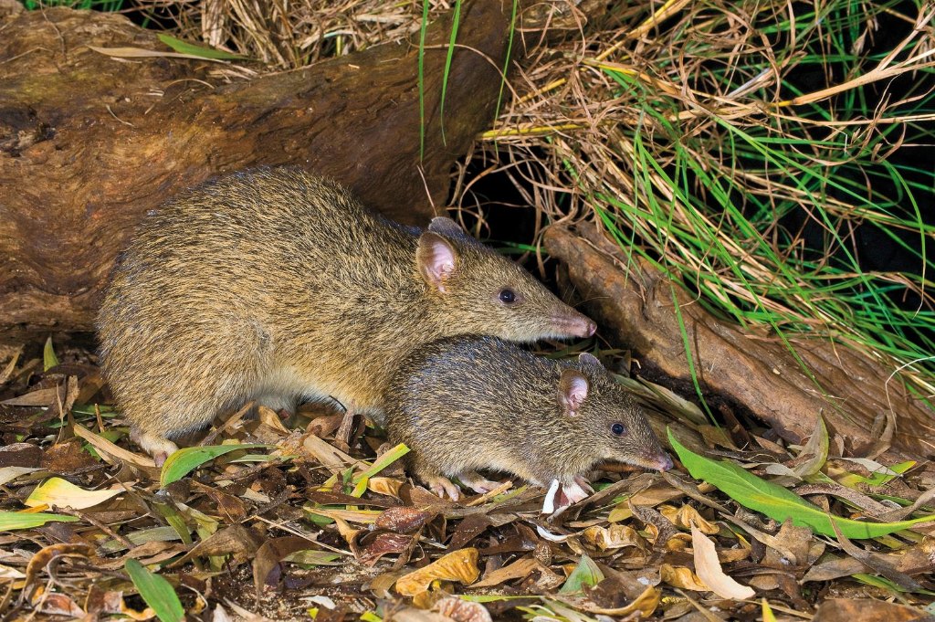 Bandicoot Wild Diet Book