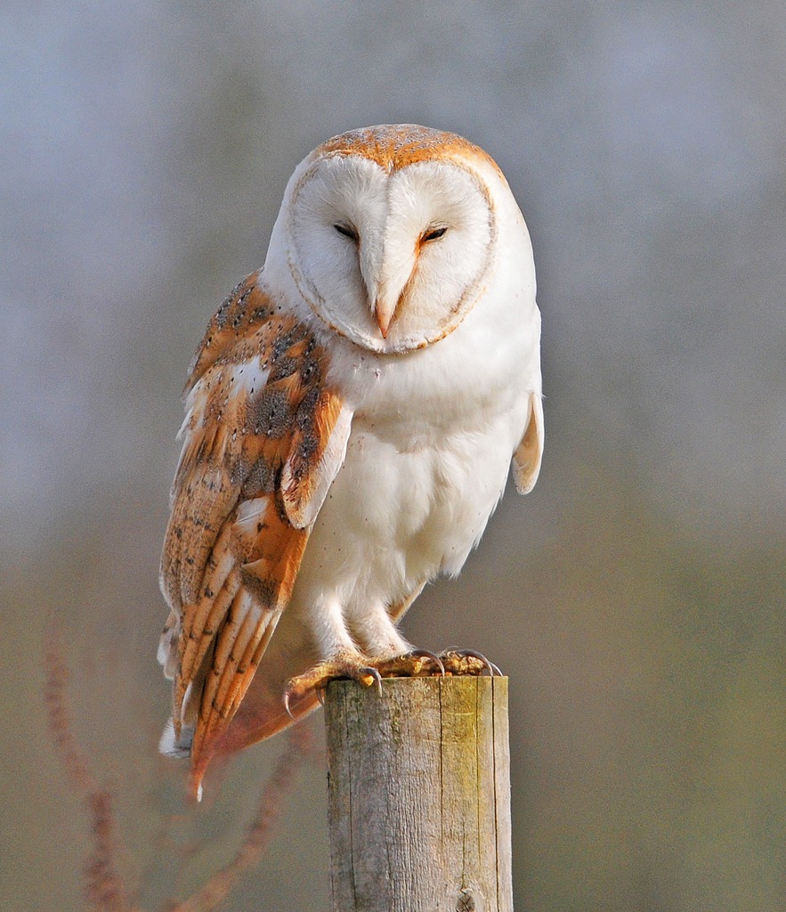Barn-Owl.jpg