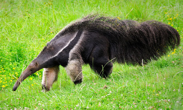 Anteater-7.jpg (595×358)