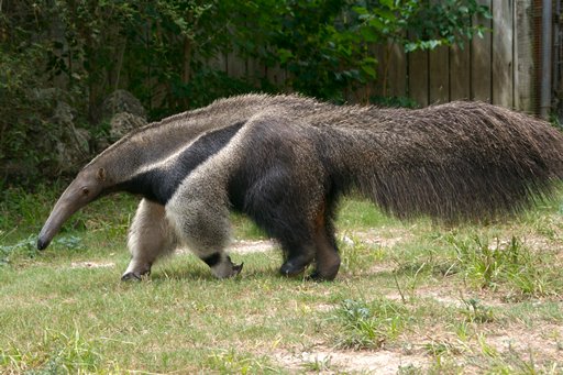 Anteater-8.jpg