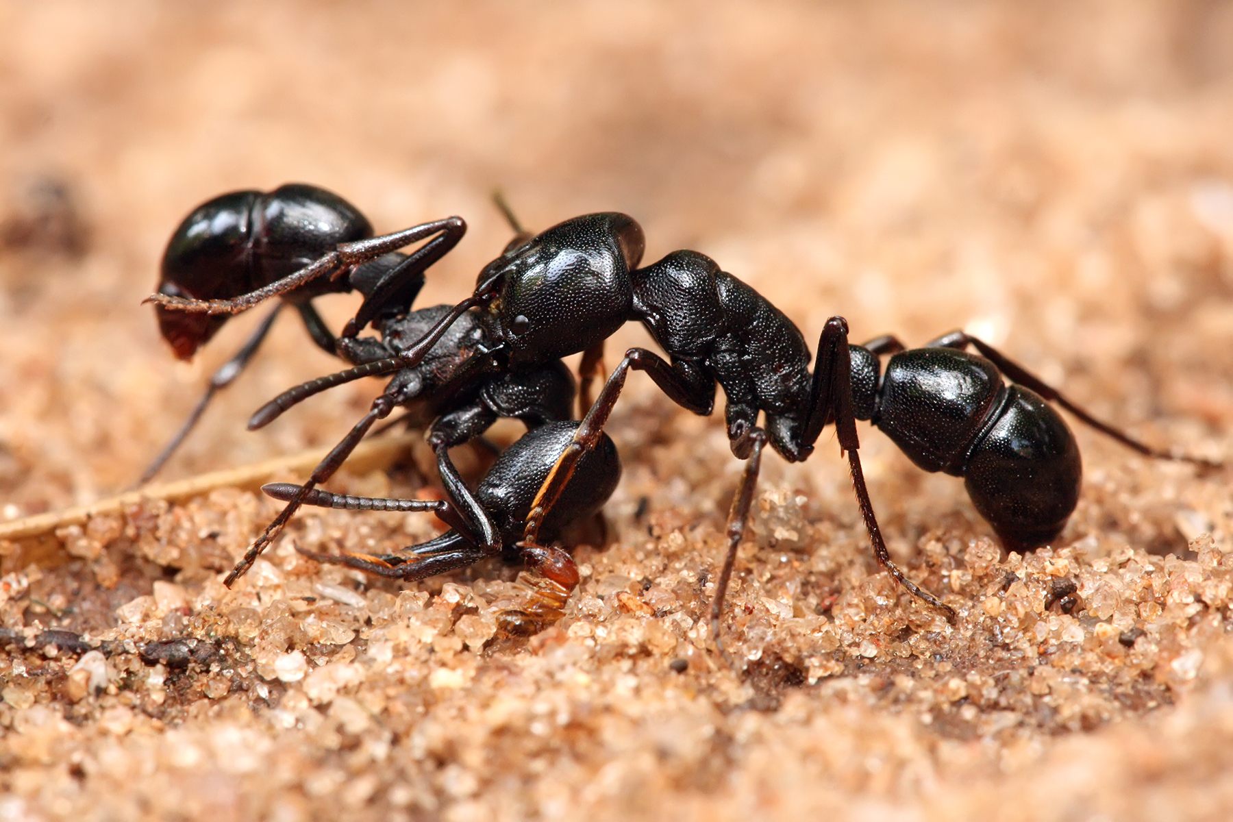 ants-pictures-diet-breeding-life-cycle-facts-habitat-behavior