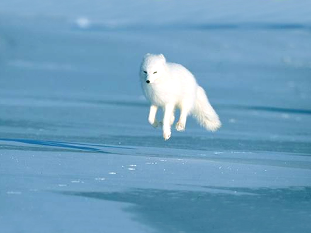 http://animalsadda.com/wp-content/uploads/2013/06/Arctic-Fox-4.jpg