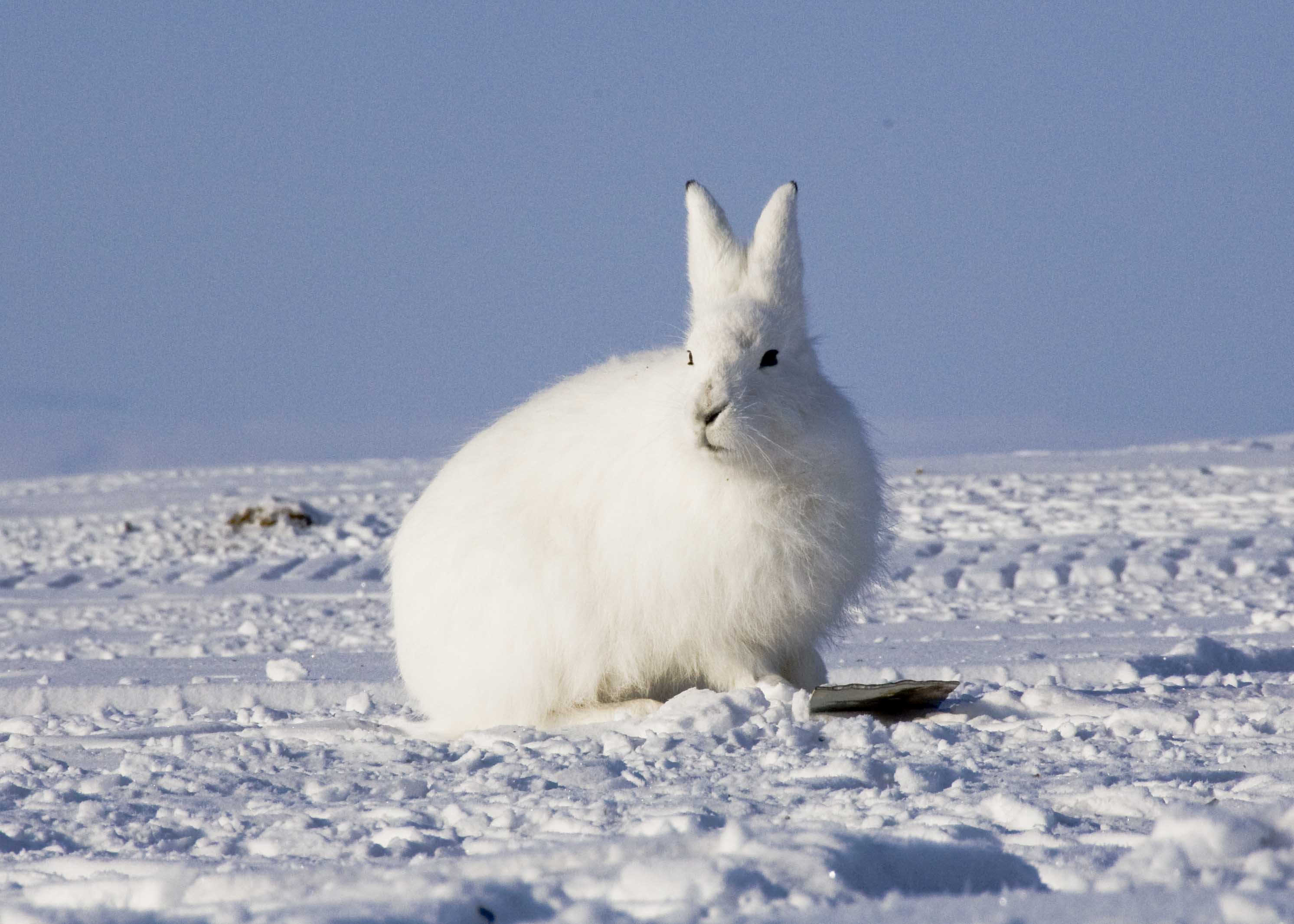 Arctic Hare photos and pictures, High quality Arctic Hare pictures, Black Arctic Hare pictures, Pictures of Arctic Hare , Arctic Hare pictures gallery hd