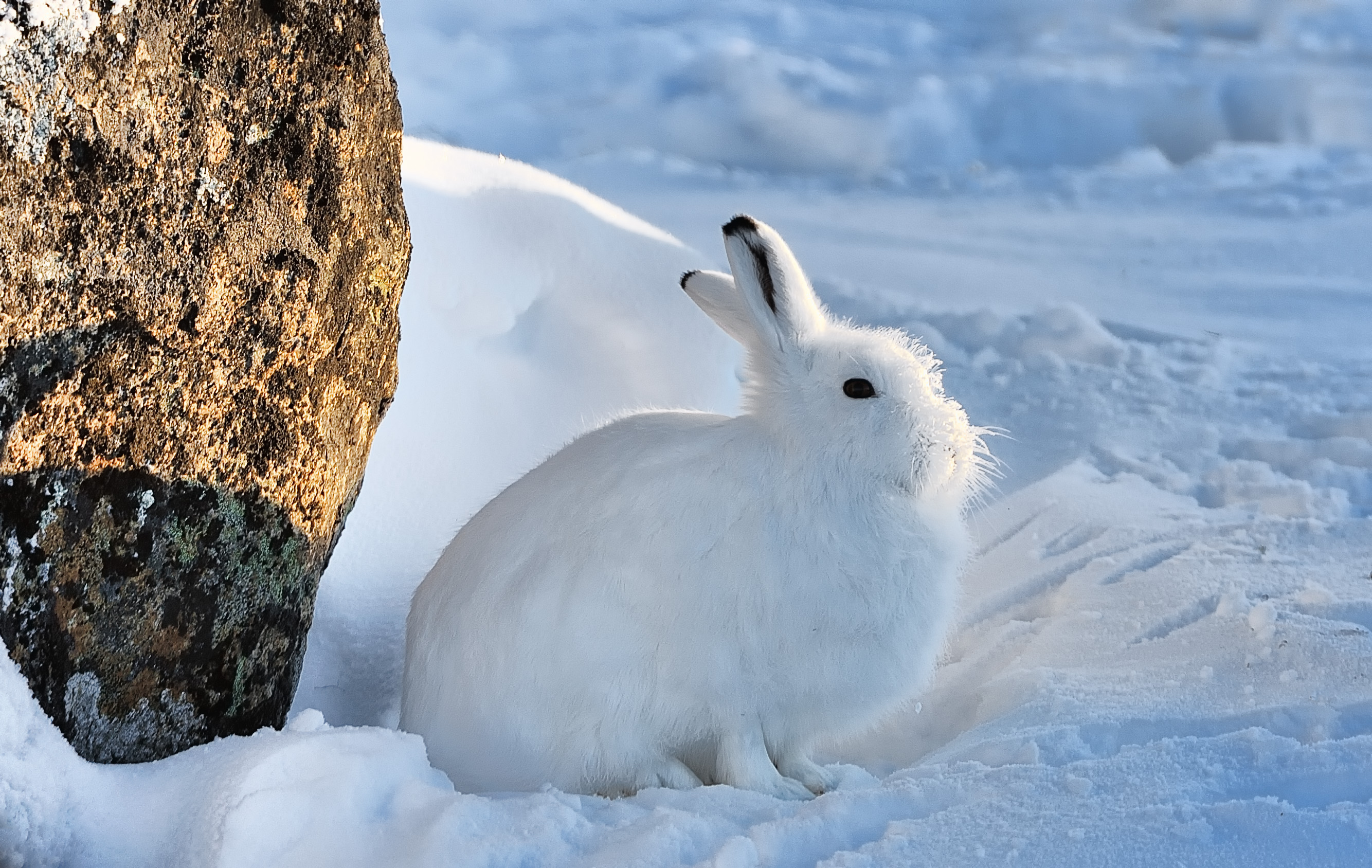 The Polar Rabbit On Emaze