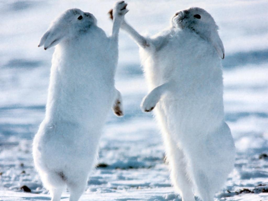 Arctic-Hare.jpg