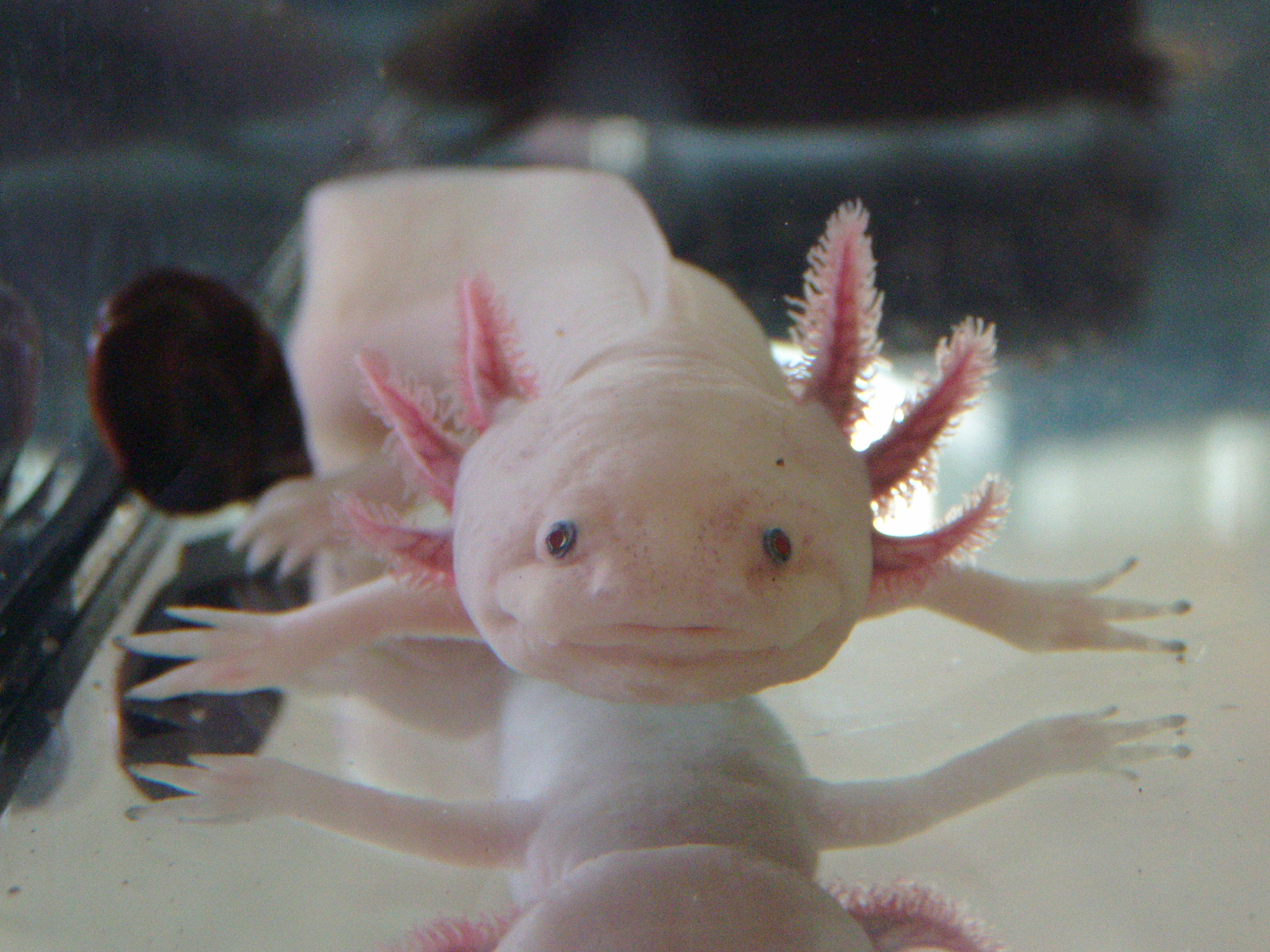 axolotl snugglies