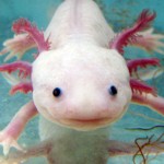 Axolotl-6-150x150.jpg