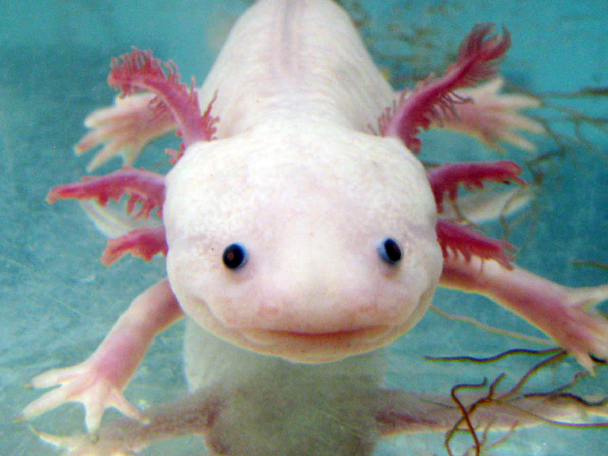White axolotl