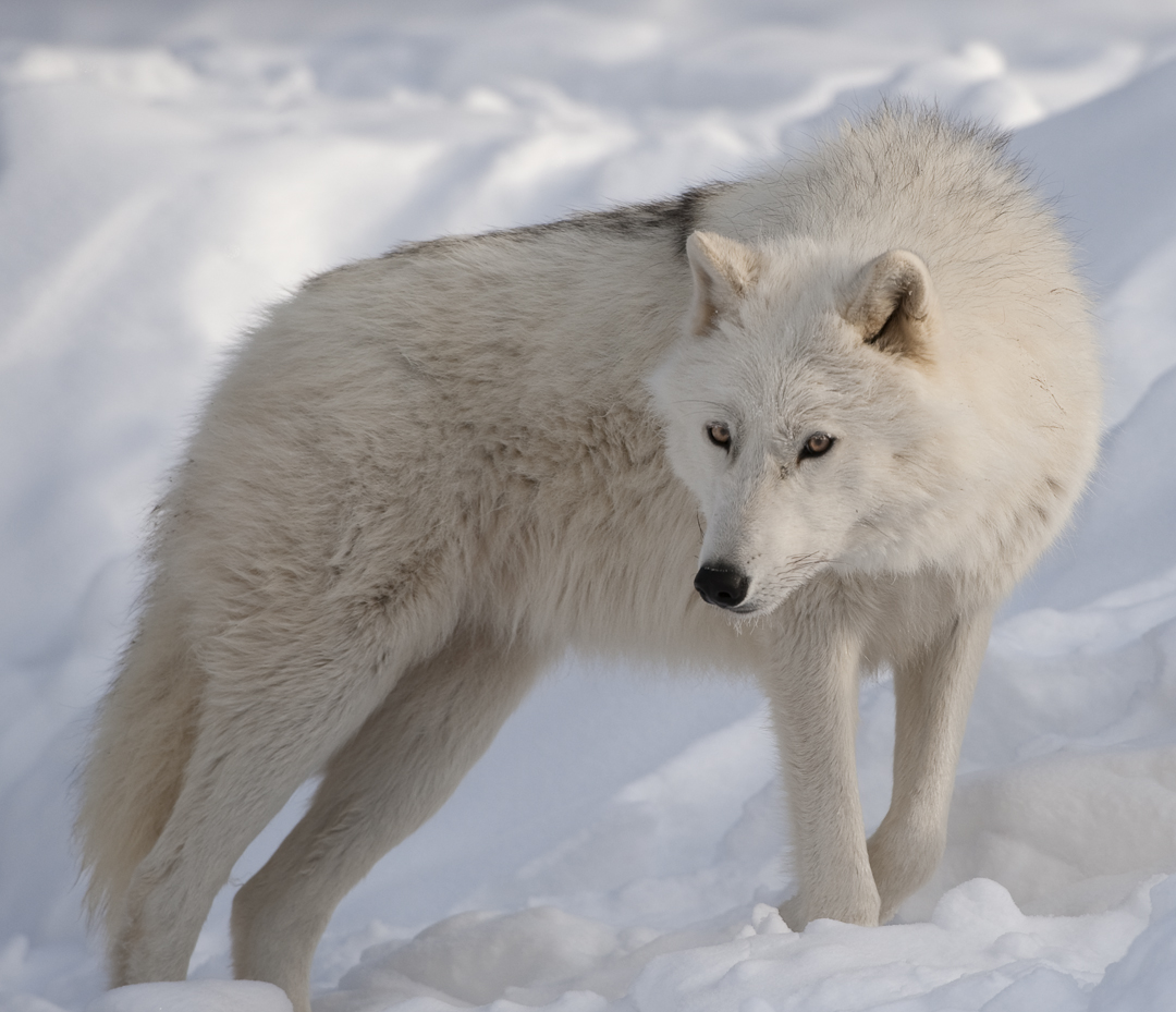 http://animalsadda.com/wp-content/uploads/2013/07/Arctic-Wolf-2.jpg