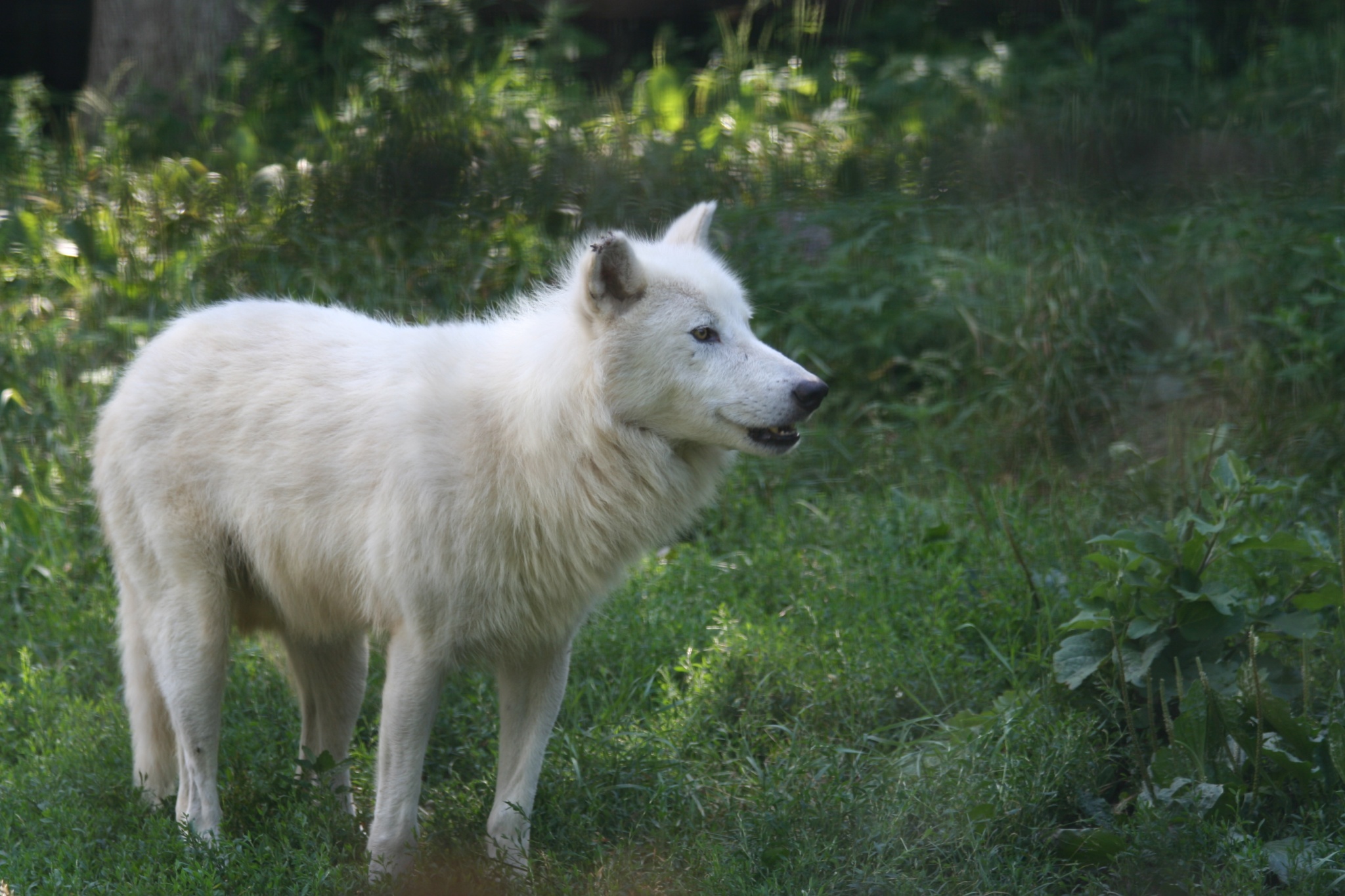 http://animalsadda.com/wp-content/uploads/2013/07/Arctic-Wolf-4.jpg