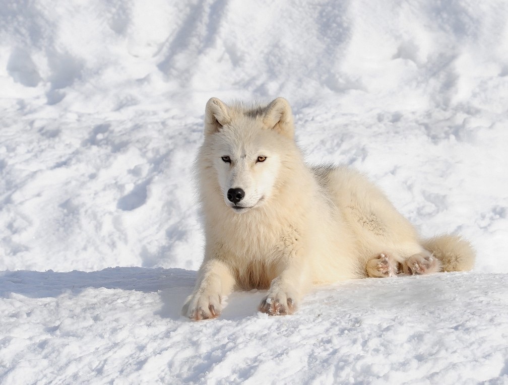 http://animalsadda.com/wp-content/uploads/2013/07/Arctic-Wolf-7.jpg