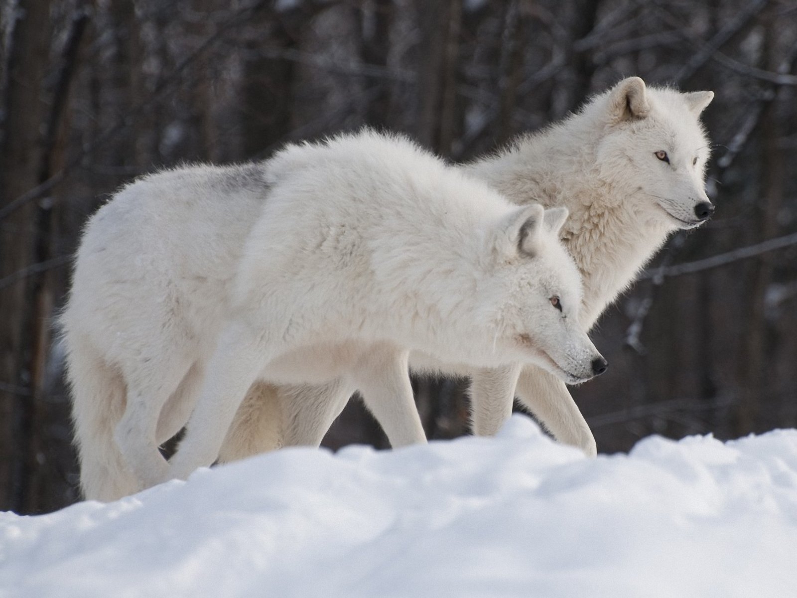 http://animalsadda.com/wp-content/uploads/2013/07/Arctic-Wolf-8.jpg