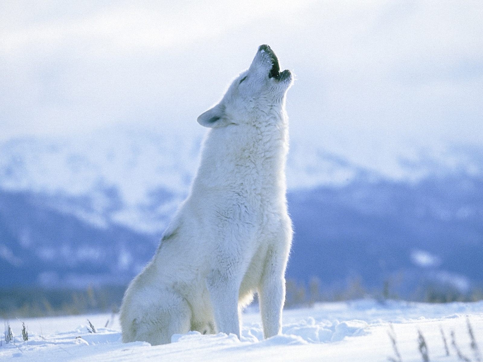 Arctic-Wolf.jpg