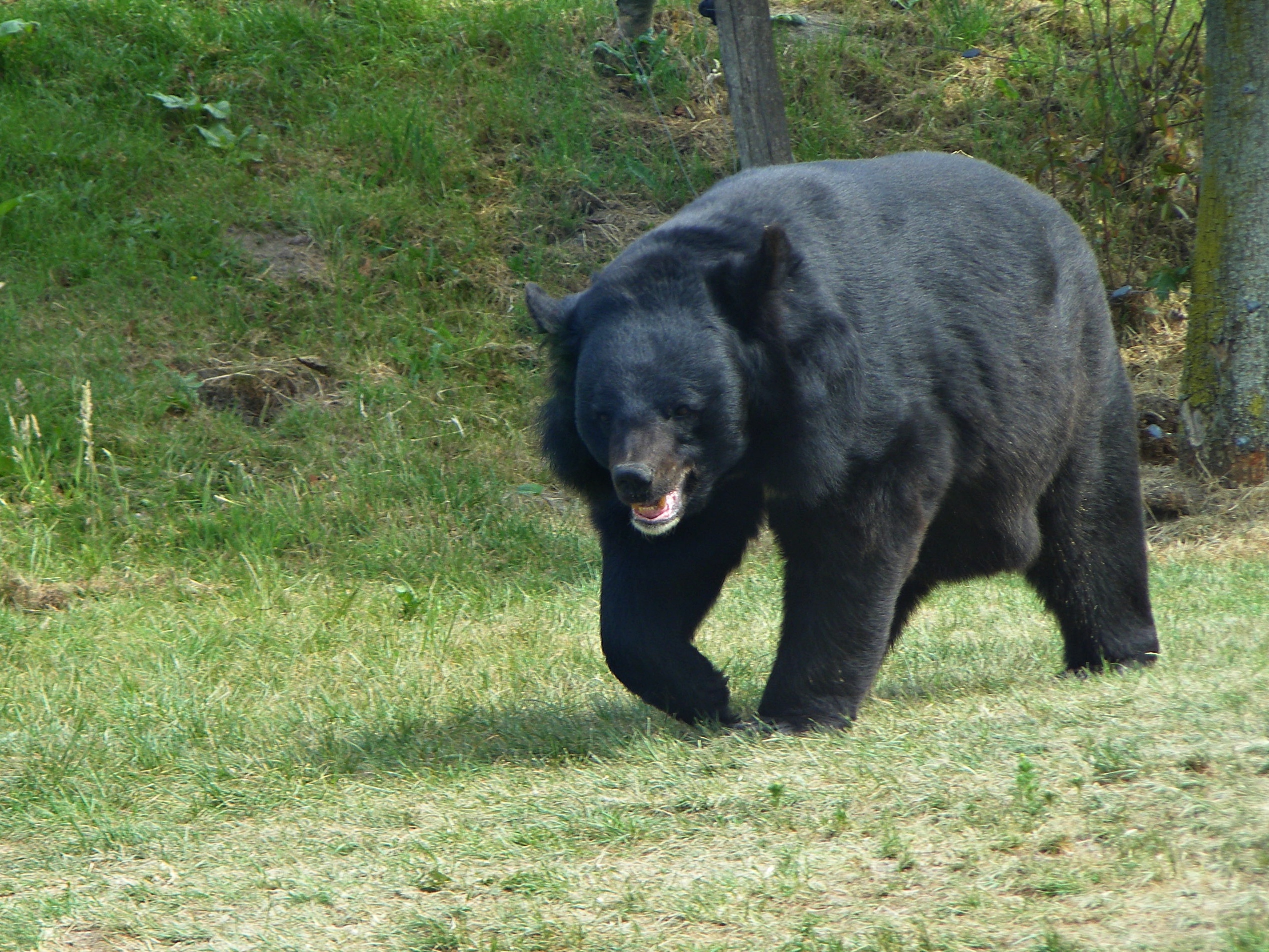 What are some interesting facts about black bears?