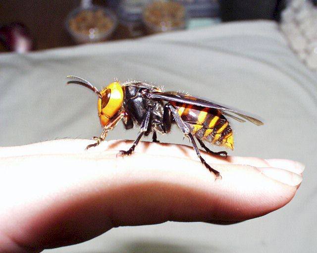 Asian-giant-hornet-7.jpg