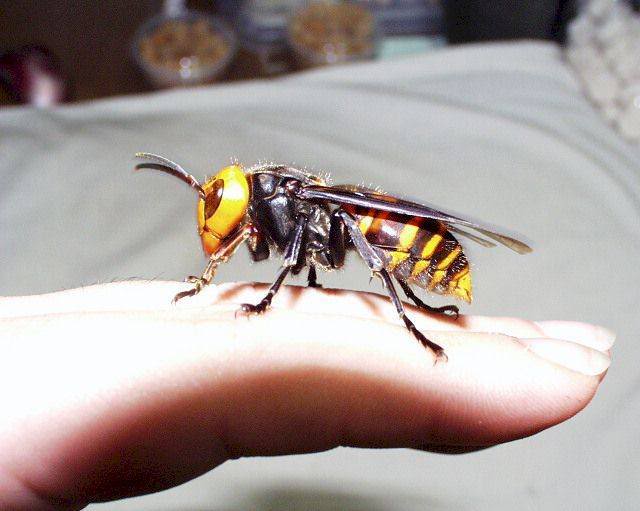 Pictures of Asian Giant Hornet , Picture of a Asian Giant Hornet , Asian Giant Hornet image, Asian Giant Hornet pic