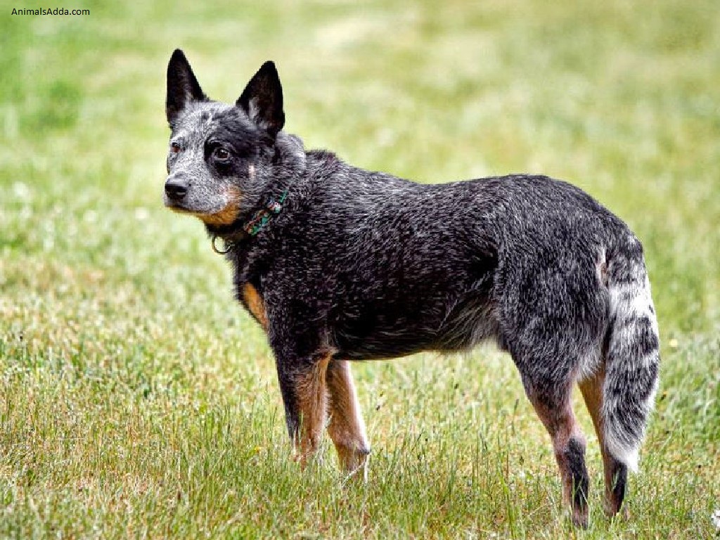 Australian Cattle Dog - Pictures, Diet, Breeding, Puppies, Facts ...