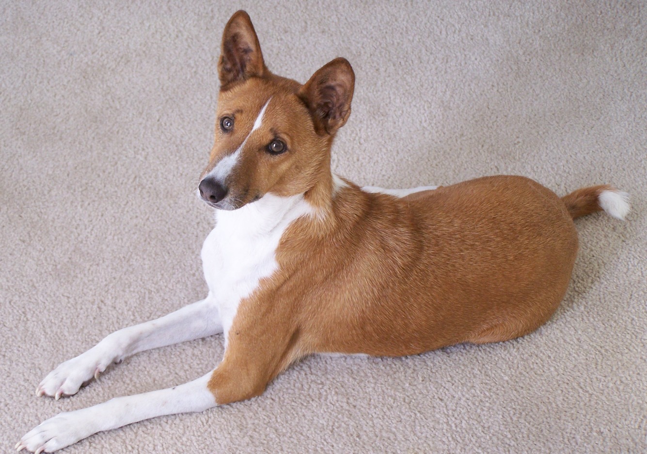 Basenji Dog  Pictures, Diet, Breeding, Life Cycle, Facts, Habitat 