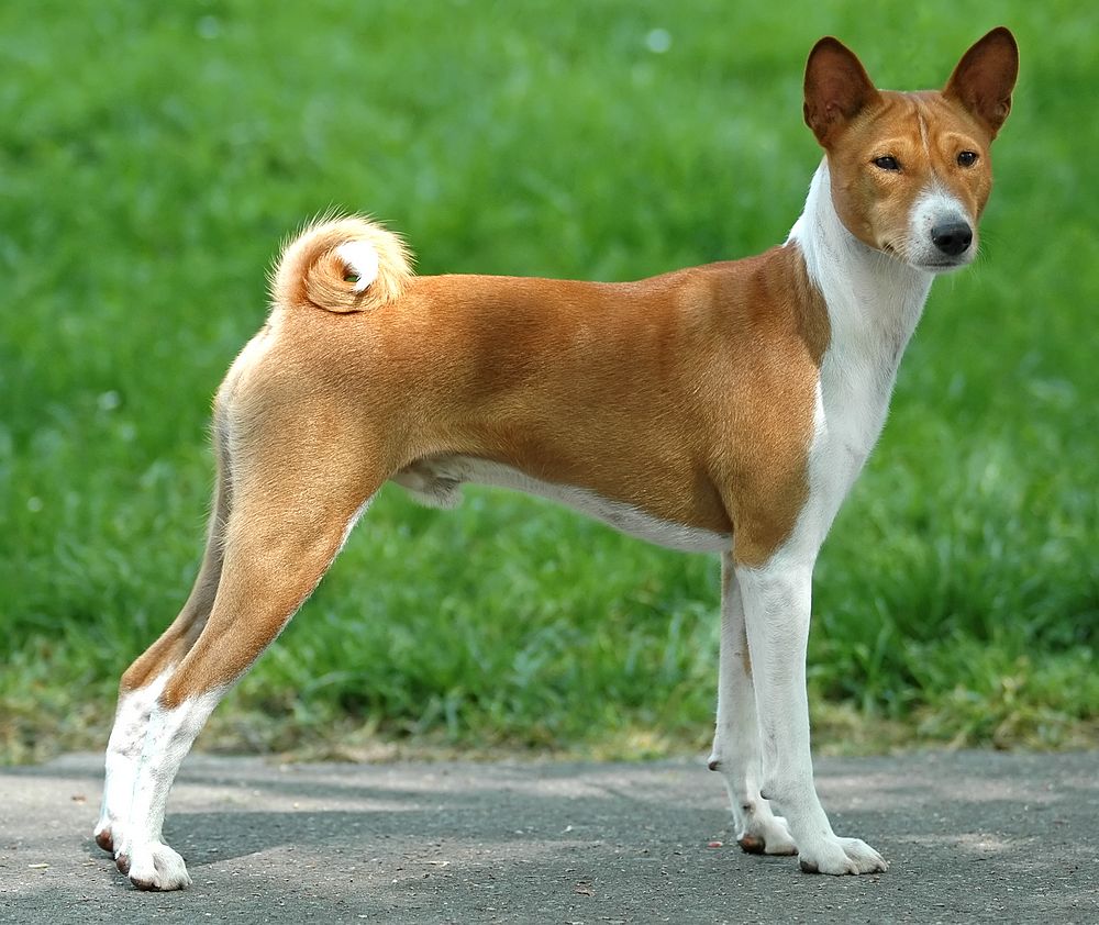 Basenji Dog - Pictures, Diet, Breeding, Life Cycle, Facts, Habitat ...