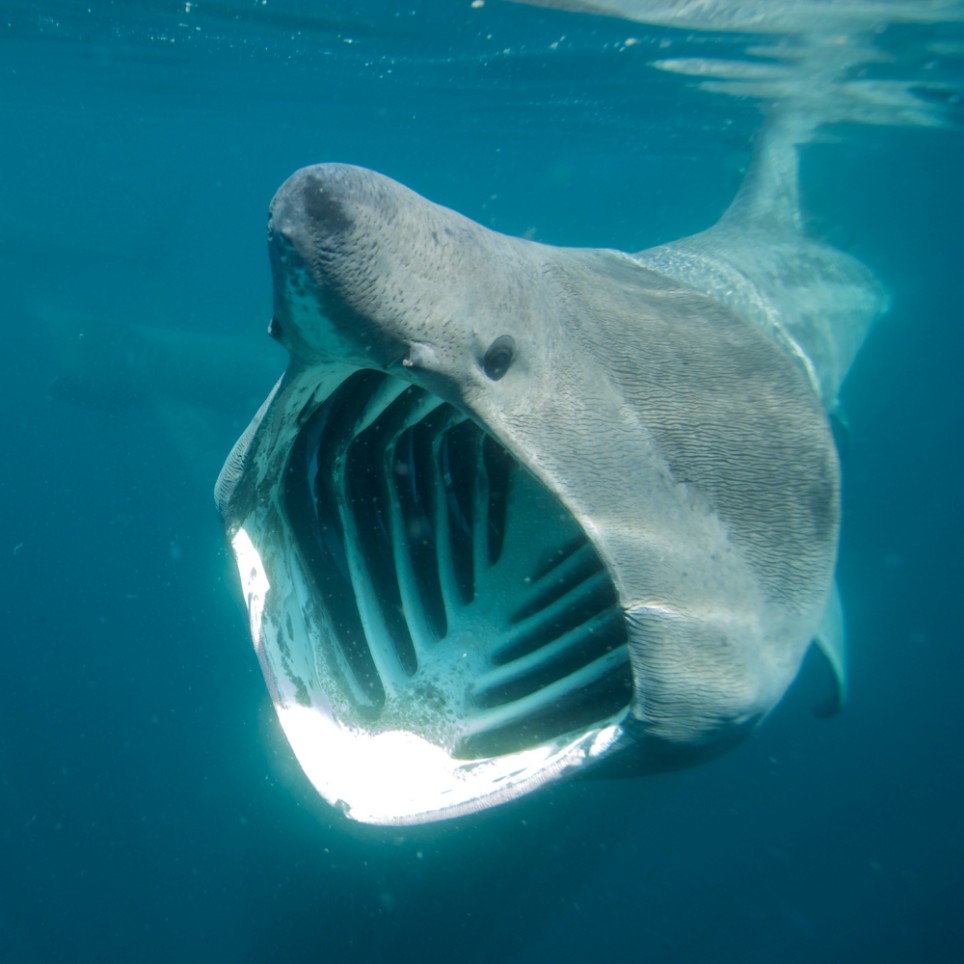 top 105+ Pictures pictures of basking sharks Full HD, 2k, 4k