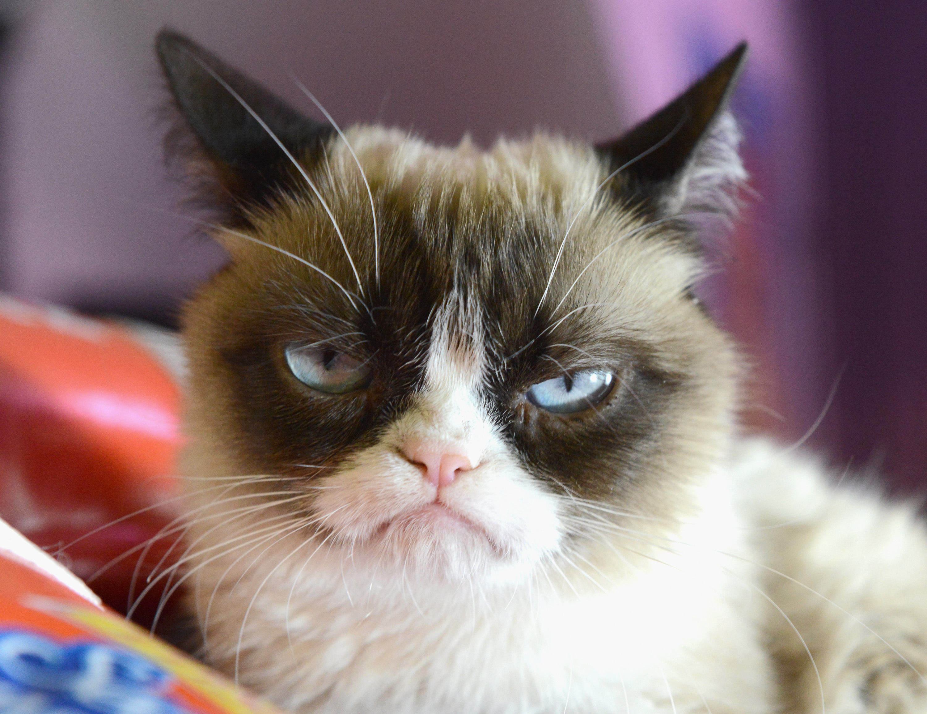 The world's grumpiest cat! 40+ Funniest Grumpy Cat Memes Pics | FallinPets