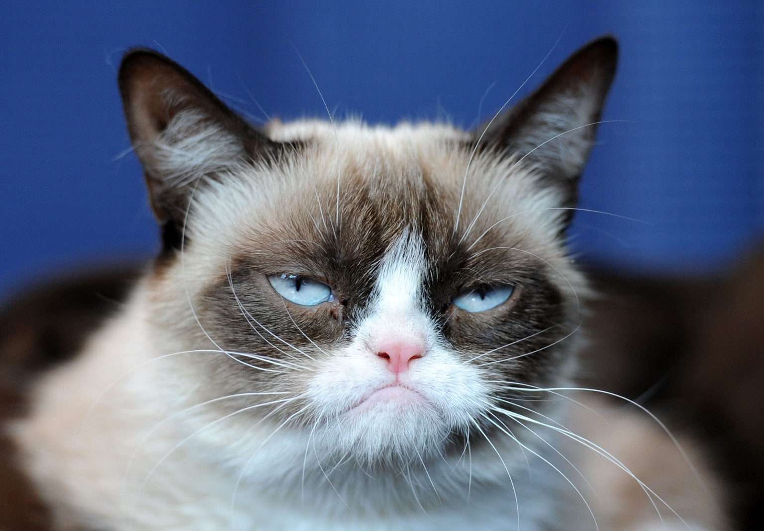 Grumpy Cat - Pictures, Breed, Personality, History, Information