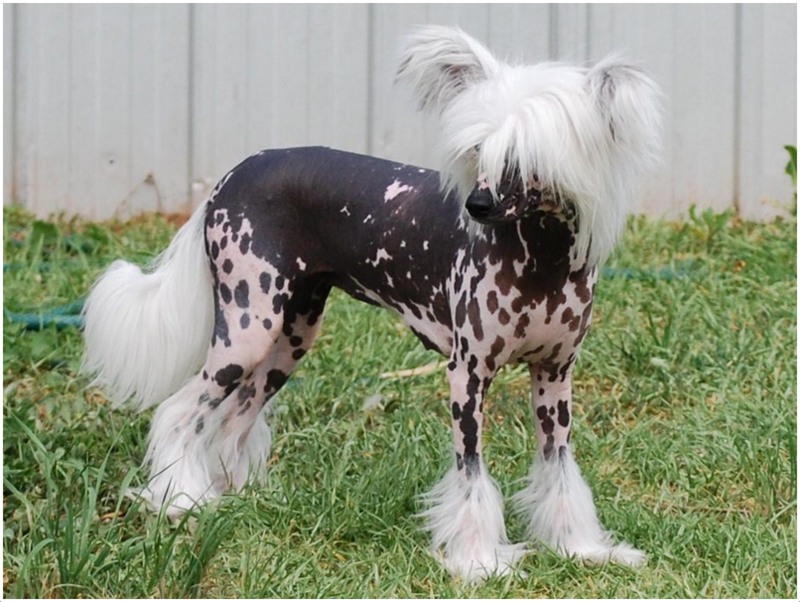 Is A Chinese Crested Dog Hypoallergenic Diets