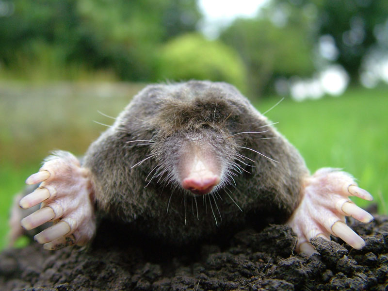 Mole Animal Facts Pictures Diet Character Behavior Information