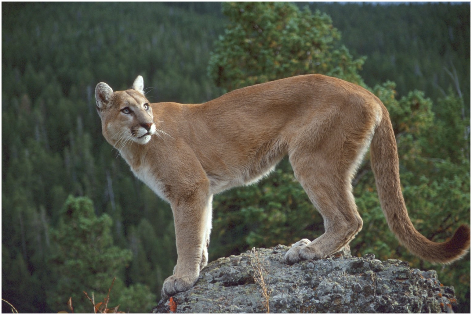 Cougar arabe