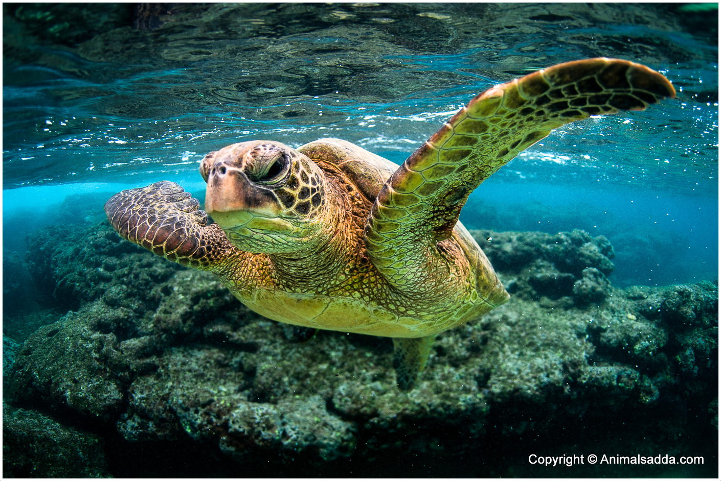 green-turtle-facts-for-kids-pictures-diet-habitat-predators