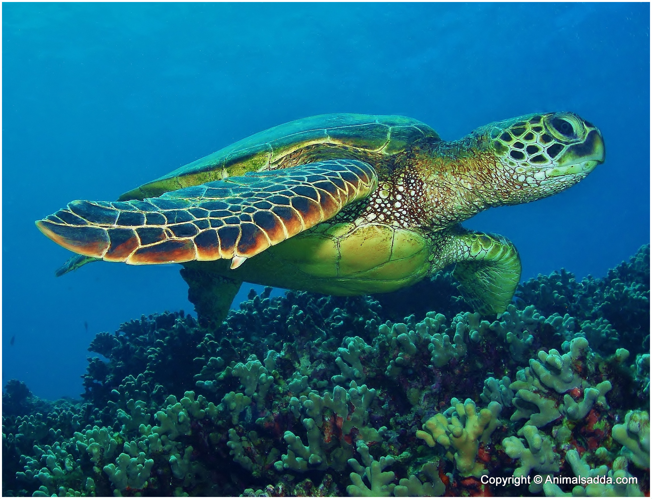 green-turtle-facts-for-kids-pictures-diet-habitat-predators