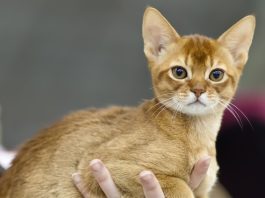 Abyssinian Cat