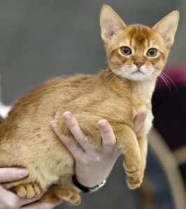 Abyssinian Cat