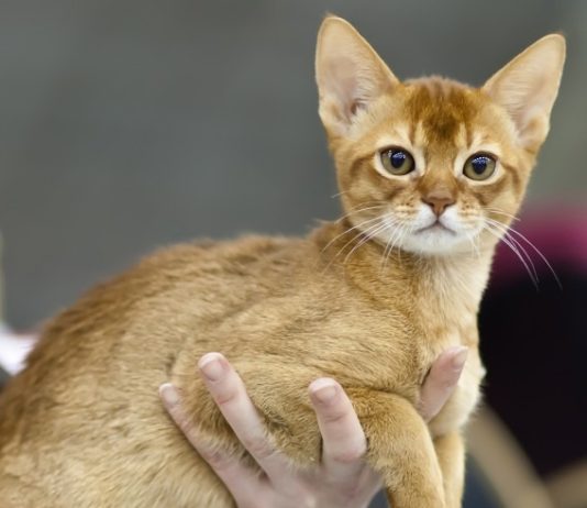 Abyssinian Cat