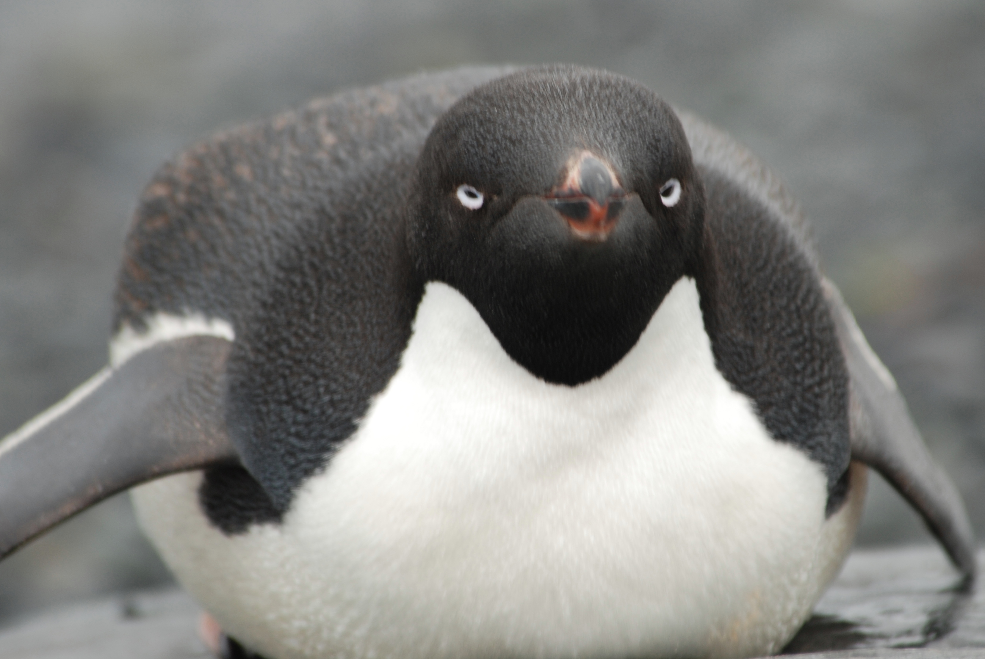 baby adelie penguins