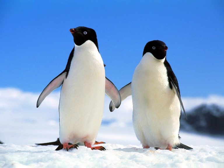 Adelie Penguin