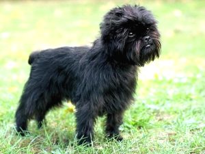 Affenpinscher – Dog Breed Information