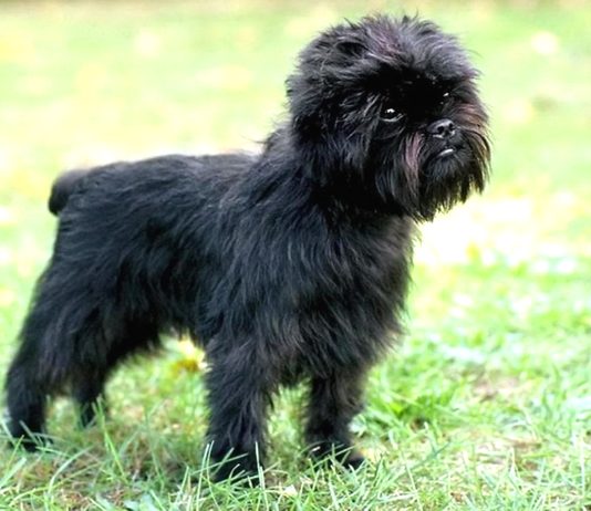 Affenpinscher